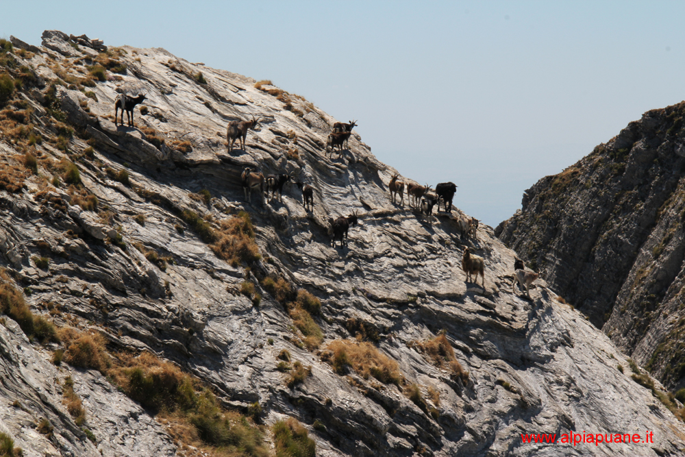 Capre selvatiche sul monte Cavallo