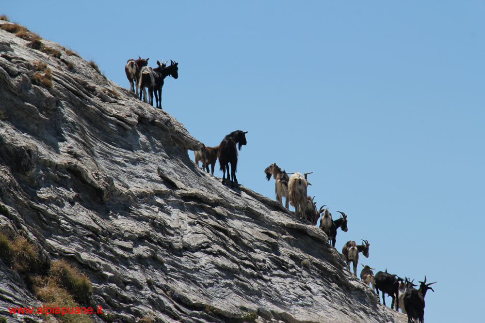Capre selvatiche sul monte Cavallo