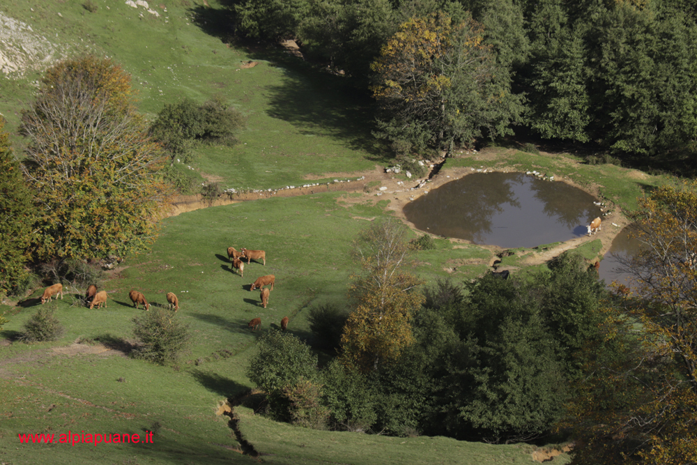 Laghetto con mucche al pascolo