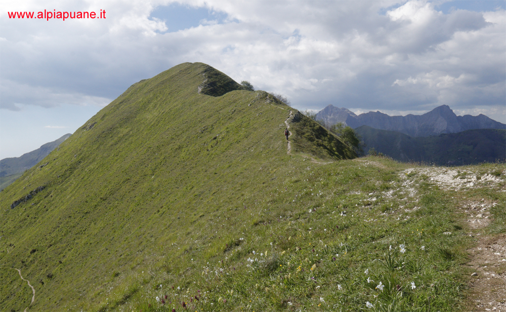 Cresta monte Piglione e il Gruppo delle Panie