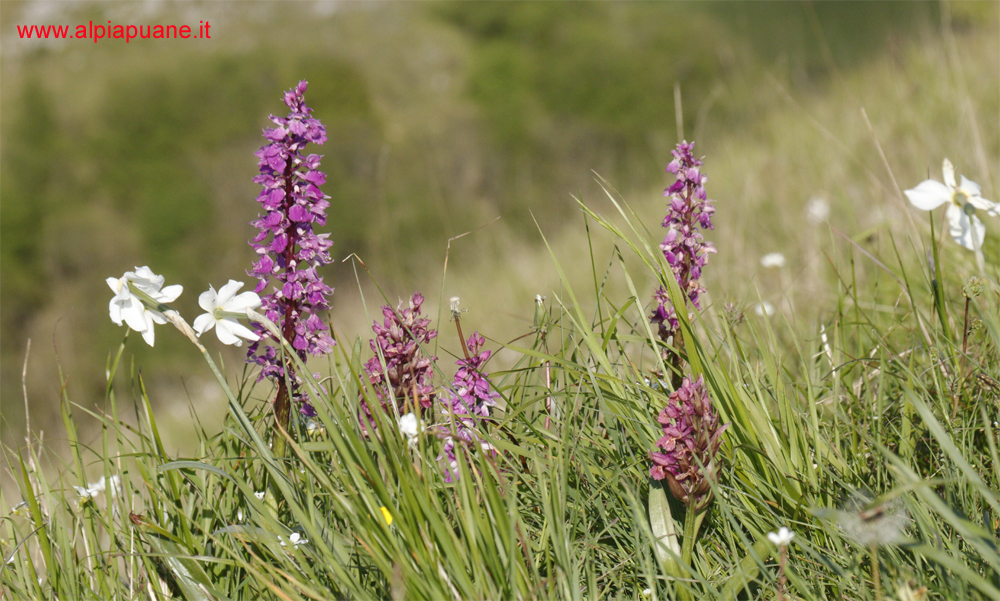 Orchidee lungo il sentiero per il monte Piglione