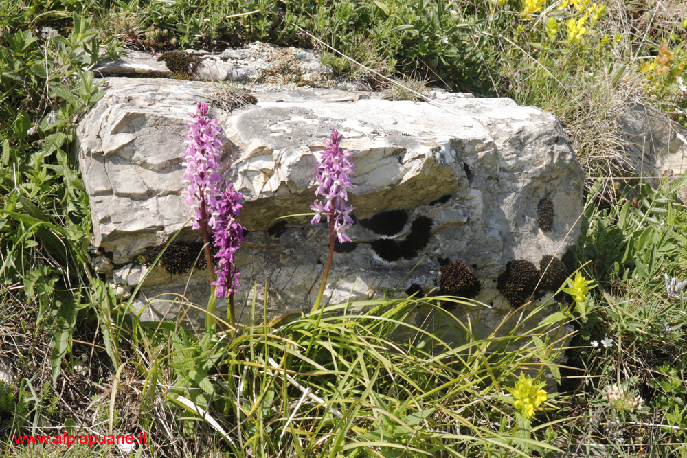 Orchidee lungo il sentiero per il monte Piglione