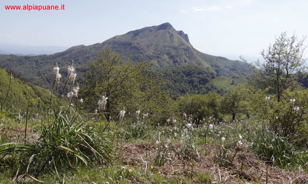 Veduta dal sentiero per il monte Piglione, il monte Prana con in primo piano il prato fiorito di asfodeli