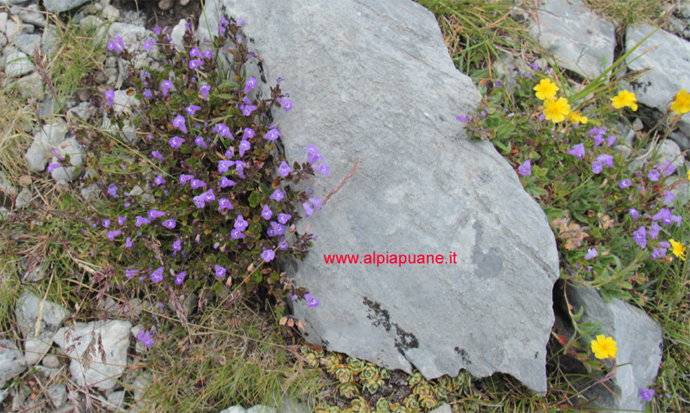 Linaria Alpina sul Pizzo delle Saette