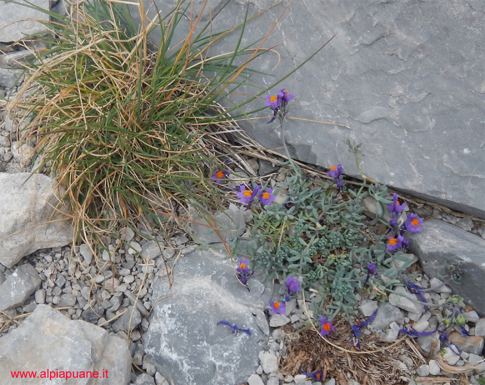 Linaria Alpina sul Pizzo delle Saette